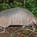 what are armadillos good for