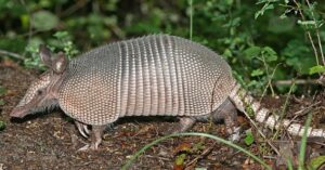 what are armadillos good for
